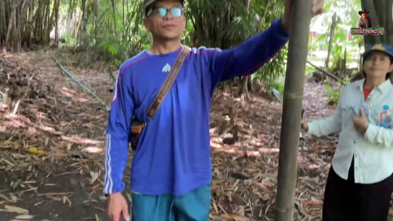 ไผ่ดำอินโดฯ…เมื่อปลุกไว้ ไม่ทันใช้ …สวนลุงกลมคือคำตอบ!!