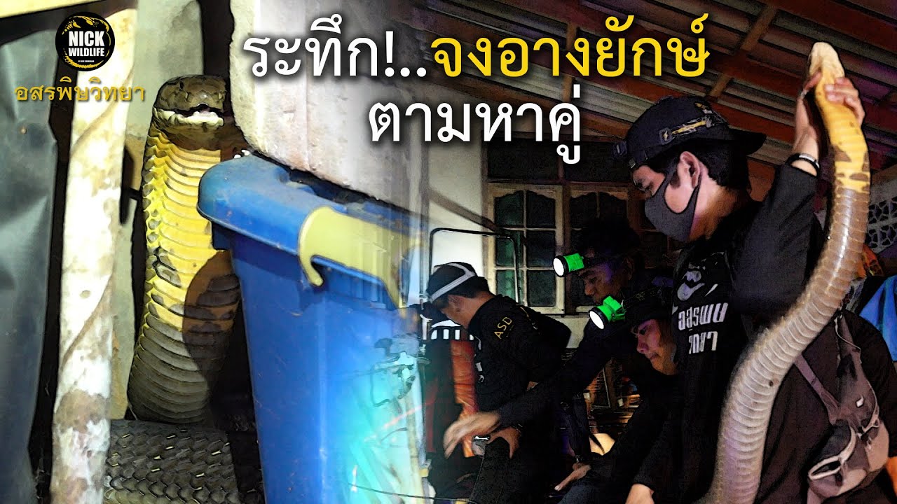 จากตำนานสู่ความจริง! จงอางยักษ์ ตามหาคู่ อสรพิษวิทยา EP.109