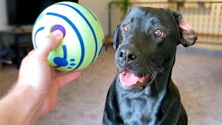 Labrador Reviews Amazon's Top Rated Dog Toys!! by Runner The Labrador 22,219 views 2 years ago 4 minutes, 13 seconds