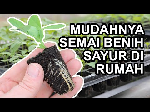 Video: Penyediaan Benih Dan Menanam Anak Benih Sayur