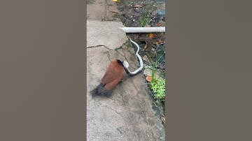 bìm bịp và rắn hổ hành #birdhunter #wildlife #huntingchannel #eagles #hawk