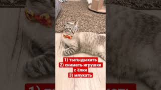 Кот и тыгыдык #cats#кот