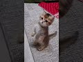 Funny cats 😂😸😸 New Funny Cats Videos 😸 #shorts