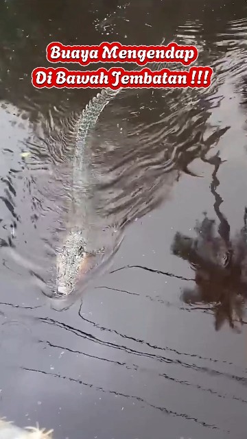 Buaya Di Bawah Jembatan !!! Main Kepinggir Sungai !!!