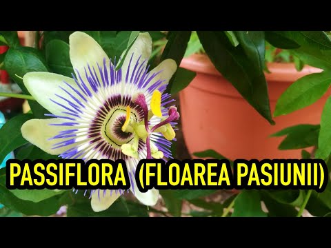 Cum se ingrijeste Passiflora sau Floarea pasiunii