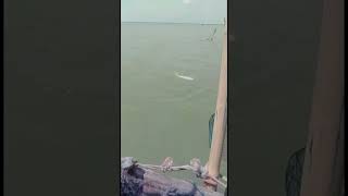 Heboh.. Misi Penyelamatan Babon Barramundi Batu Kubus Baro Gebang Cirebon