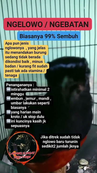 perawatan burung murai ngelowo #kicaumania #murai #kicaumanianusantara