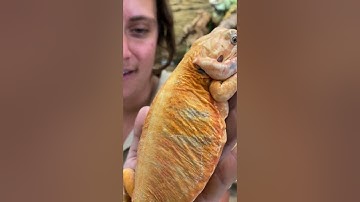 Bearded Dragons 101! 🐉