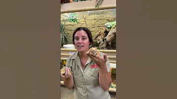 Bearded Dragons 101 