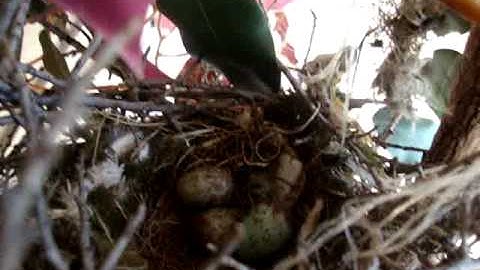 Mockingbird nest, with eggs !!!