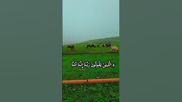 #سورة_آل_عمران #هزاع_البلوشي #قران_كريم #قرآن#قران