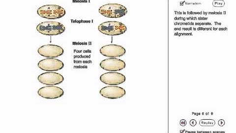 Chromosome Segregation Animation