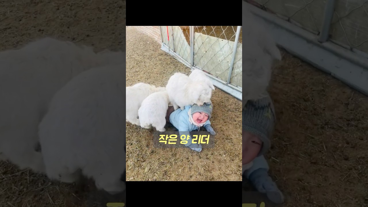 그 어린 소년의 놀이 친구들은 귀여운 어린 양들입니다. #동물 #animals #동물키우기