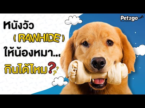 วีดีโอ: Rawhide เป็นอันตรายต่อสุนัขหรือไม่?