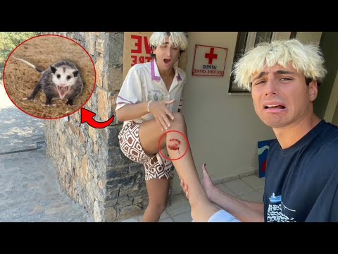 Video: Su un opossum che significa?