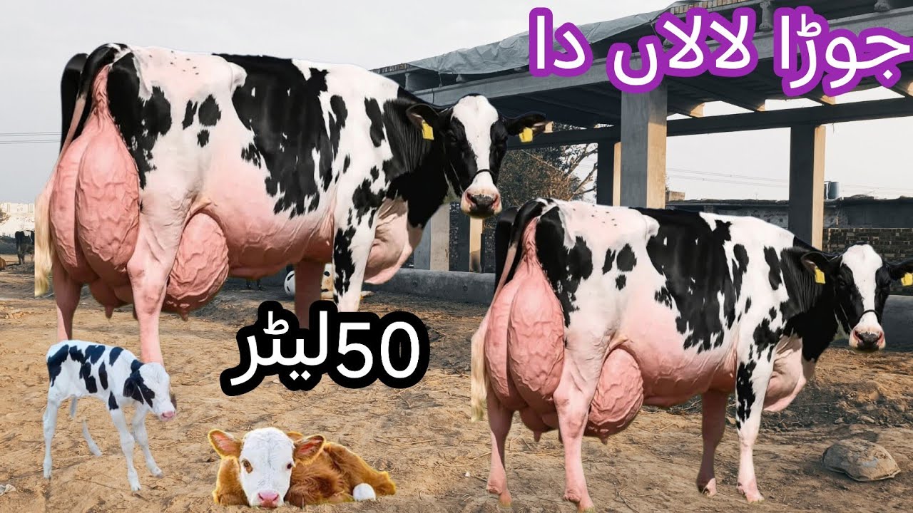 03466152628 | Australia cow | cholistani friesian cross cow | Cholistani cow | Girlando gay| cow 