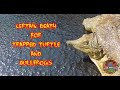 Certain death  turtle rescue  softshell turtle