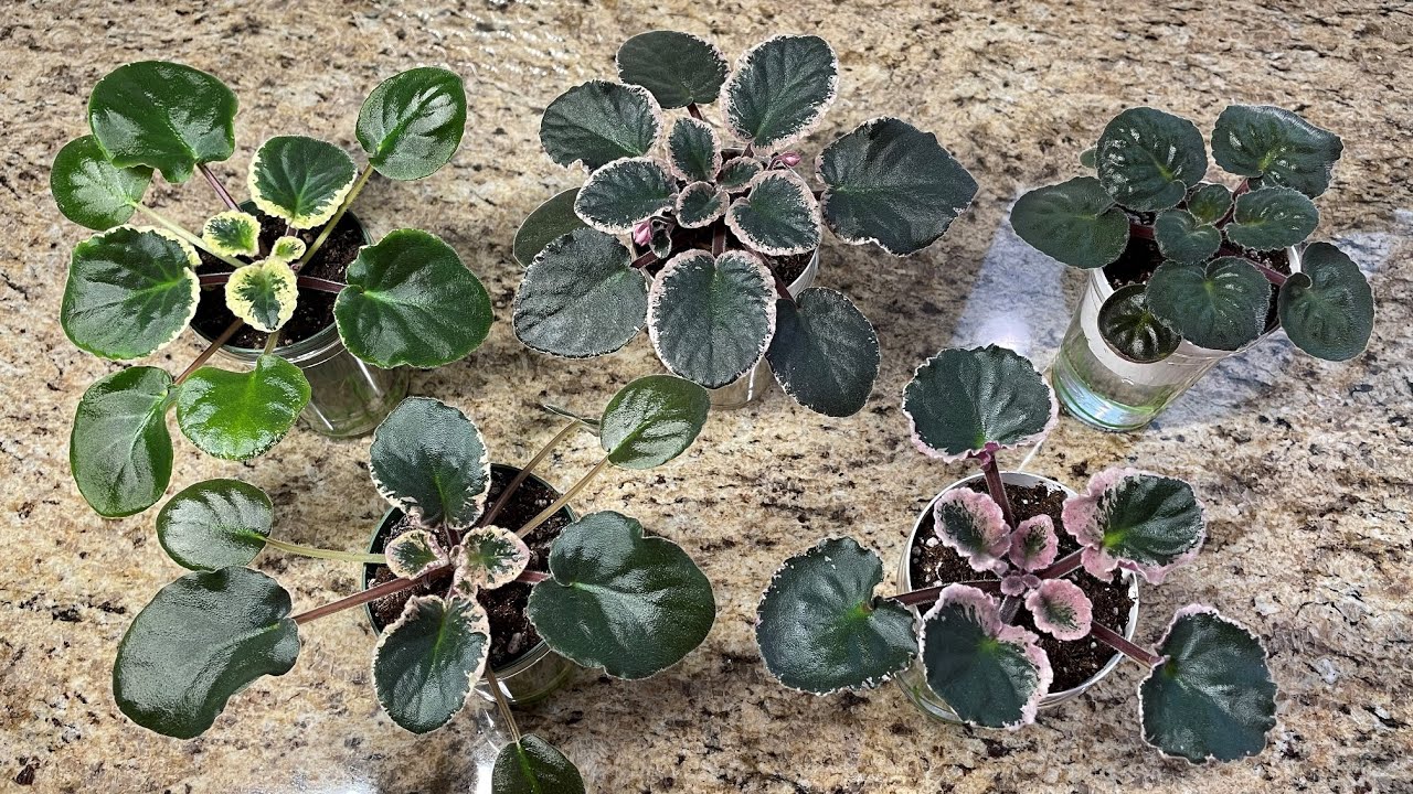 Африканские фиалки — пора ухаживать!