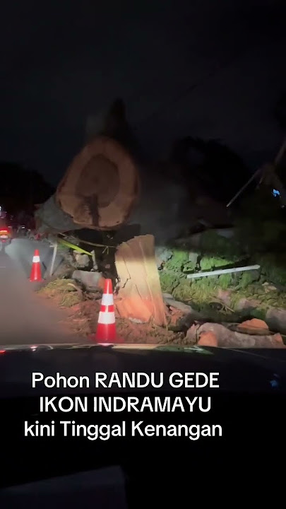 Pohon Randu Gede Ikon Indramayu tumbang, Usia Nya kurang lebih 400 thn #indramayu #infoindramayu