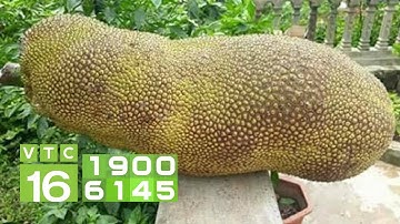 Ồ ạt trồng mít Thái: Trái ngọt hóa trái đắng | VTC16