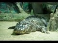 Hitler's Alligator - The Last German Prisoner of War in Russia