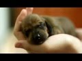 Щенки таксы. 1 неделя. / Dachshund puppies. 1 week.