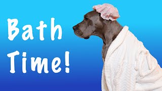 Tips for EASY Bathes with your Great Dane! | Great Dane Care
