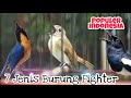 Jenis Burung Kicau fighter populer di Indonesia