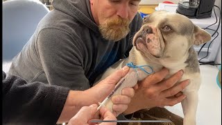 Progesterone testing dogs everything u need to know