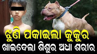 କୁକୁର ଝୁଣି ପକାଇ କରିଦେଲା ଘାଇଲା | Dog Attack To a 8 Year Old Boy| Nirapekshya News