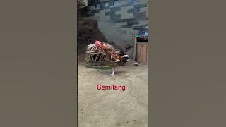 kokok ayam pelung juara   #Ayam_pelung_berkokok_istimewa#