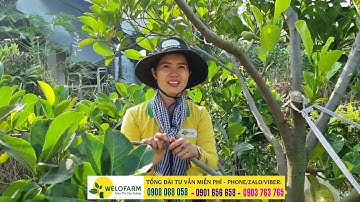 Bấm đọt mít ruột đỏ sao cho đúng, hướng dẫn tỉa cành mít ruột đỏ