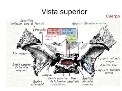 Hueso esfenoides (detalles óseos), fosa temporal y pterigomaxilar. Yair ...