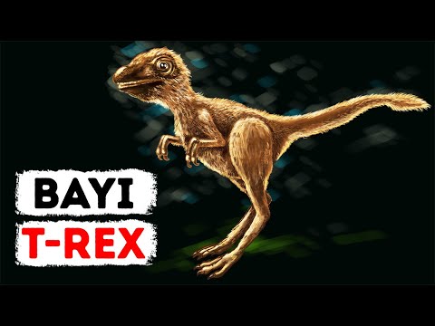 Video: Genom Raptor Mengungkapkan Tanda-tanda Evolusi Gaya Hidup Predator Dan Nokturnal