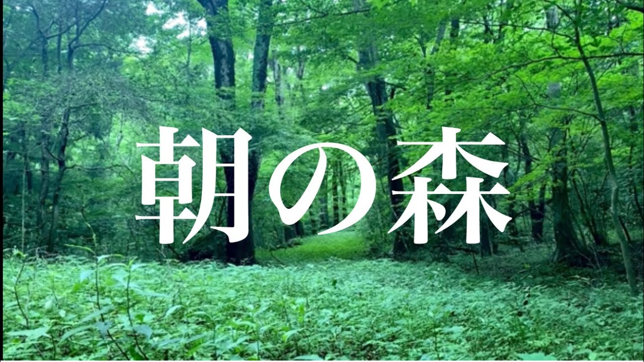 【自然の音】朝の森の音　鳥のさえずりでリラックス！