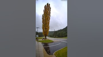 Lightning Strike Hits Tree! ⚡🌲 Caught On Camera#LightningStrike #CaughtOnCamera #TreeStrike