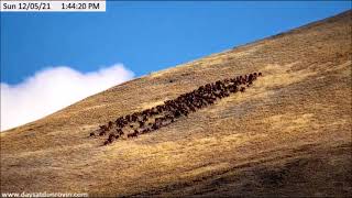 Dunrovin Ranch Video_2021-12-05_173215-Elk On Mountain