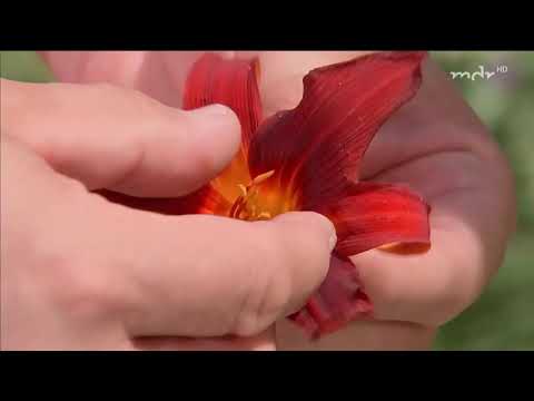 Video: Taglilie Oder Hemerocallis