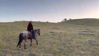 Video thumbnail of "Should’ve Been a Cowboy"