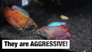 Aggressive gourami behavior