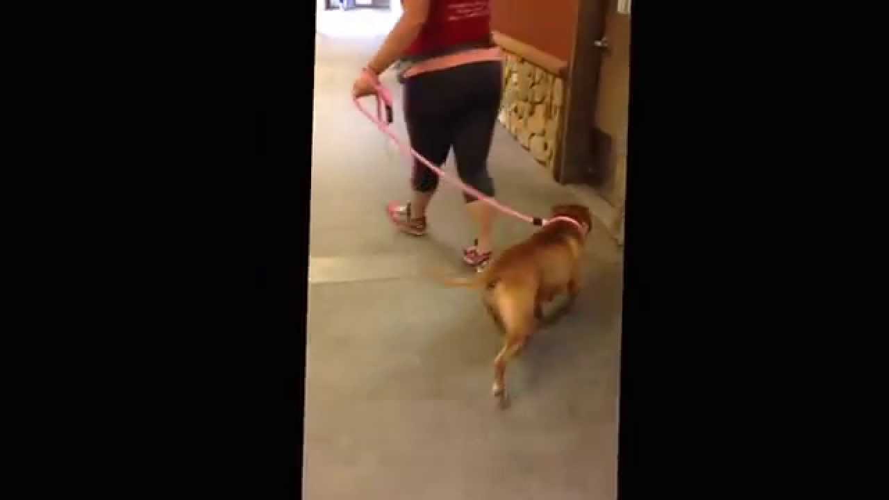 animal shelter sacramento animal shelter sacramento