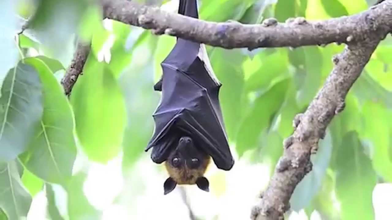 خفاش الفاكهة Vegan Bat Megabat Fruit Bat Vampyrus Youtube