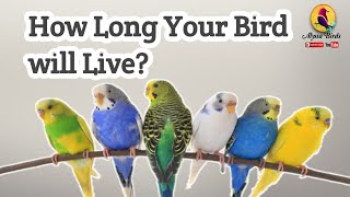 How Long Your Budgie bird will Live?
