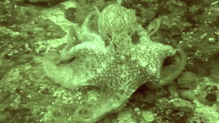 The "Eel" & The Octo