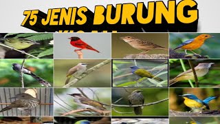 75 jenis burung kicau || gambar dan nama || burung gacor