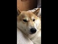 Let me sleep, Hooman. #Shorts Tired Shiba Inu