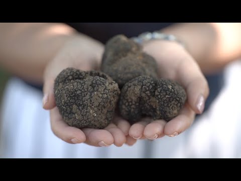 Truffle Hunting at Meteora