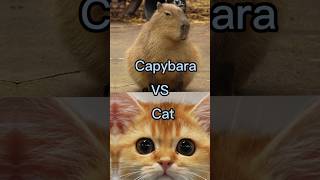 CAPYBARA VS CAT WHO IS BETTER?