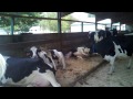 Birth of baby cow at Richardson's Dairy in Middleton MA