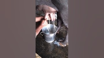 Milk in time buffalo murra bhains #milk #dairyfarm #murrahbuffalodairyfarm #murrachoti #milk##shorts